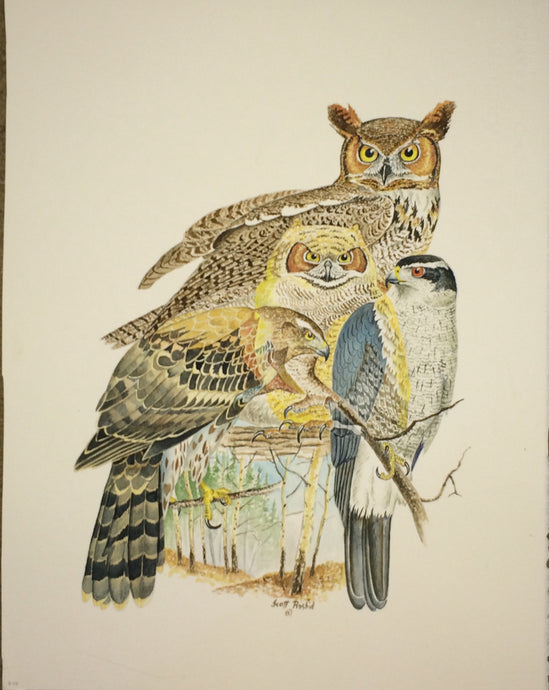 Great Horned Owl & Northern Goshawk (Original Watercolor) 10