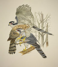 Load image into Gallery viewer, Northern Goshawk Bundle - Original Watercolor (14&quot; x 14&quot;) Plus a Signed Copy of Northern Goshawk: The Grey Ghost