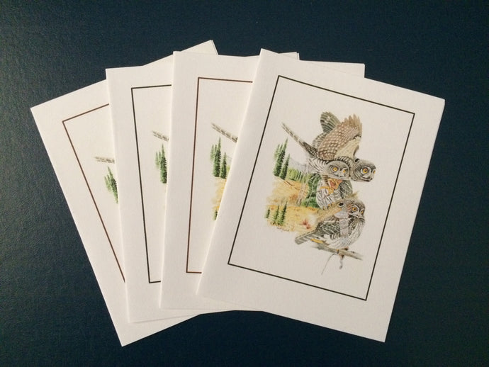 Northern Pygmy-Owl Card Pack (Set of 4) 4