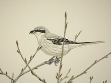 Load image into Gallery viewer, Northern Shrike on Aspen (Original Watercolor) 6&quot; x 22&quot;