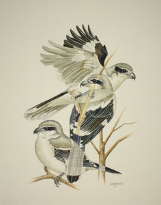 Northern Shrike (Original Watercolor) 8" x 12"