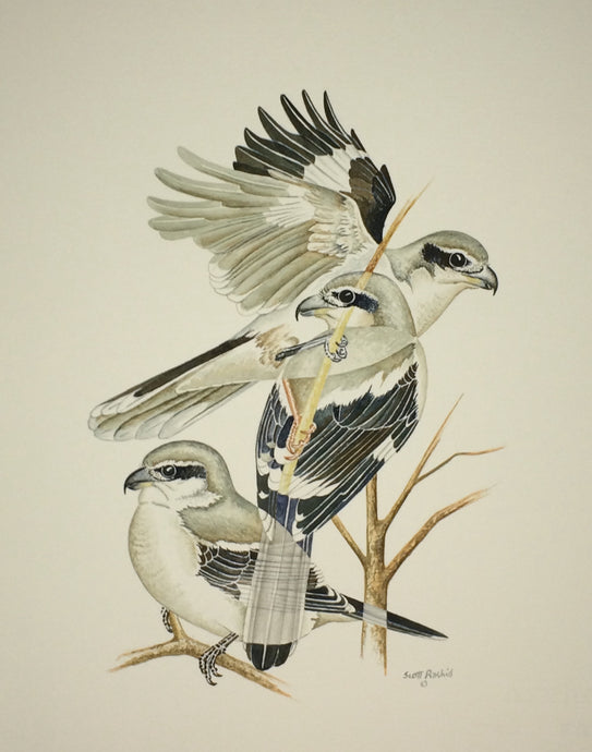 Northern Shrike (Original Watercolor) 8