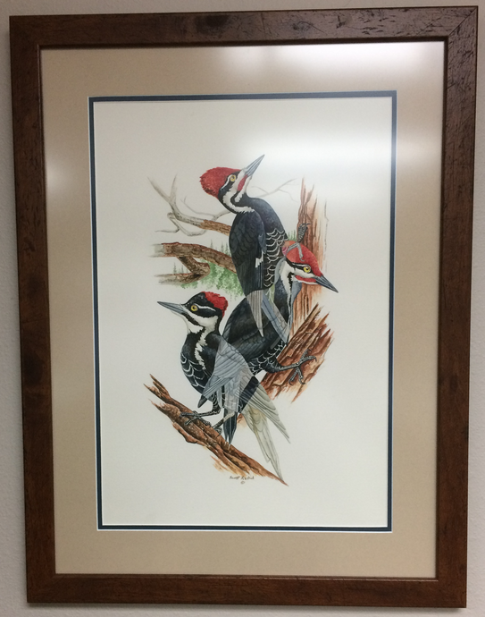 Pileated Woodpecker (Original Watercolor) Framed