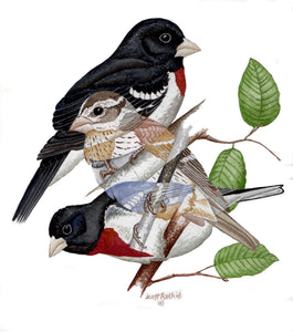 Rose-Breasted Grosbeak (Original Watercolor) (9x9 inches)