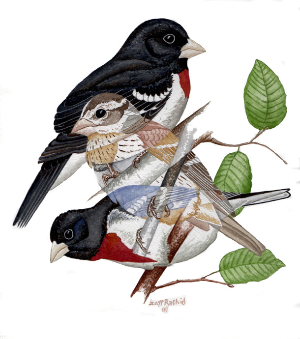 Rose-Breasted Grosbeak (Original Watercolor) (9x9 inches)