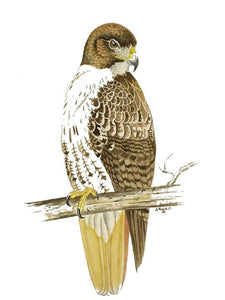 Red-tailed Hawk (Original Watercolor) 6" x 10"