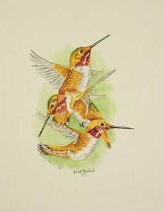 Rufous Hummingbird (Original Watercolor) 4" x 7"