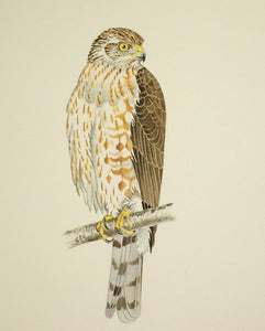 Sharp-shinned Hawk - Juvenile (Original Watercolor) 4" x 10"