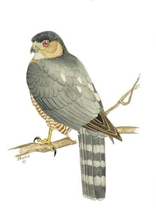 Sharp-shinned Hawk (Original Watercolor) 8" x 10"