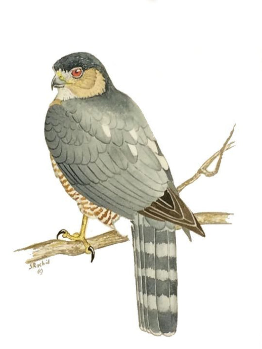 Sharp-shinned Hawk (Original Watercolor) 8
