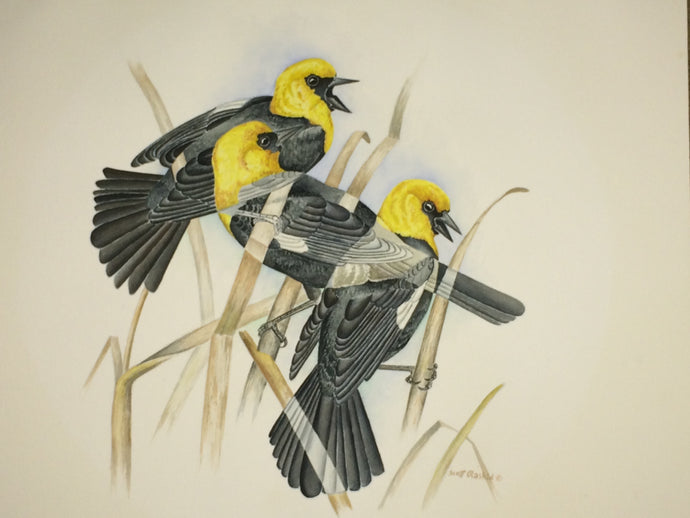 Yellow-headed Blackbird (Original Watercolor) 14