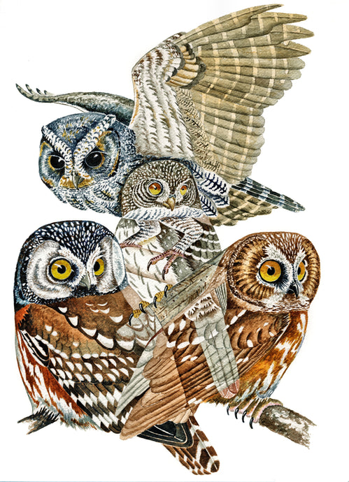 Small Mountain Owls (Original Watercolor) 12