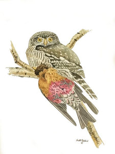 Northern Pygmy-Owl (Original Watercolor) 6" x 8"