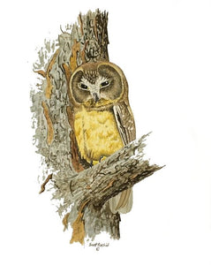 Northern Saw-whet Owl - fledgling (Original Watercolor) 4" x 6"
