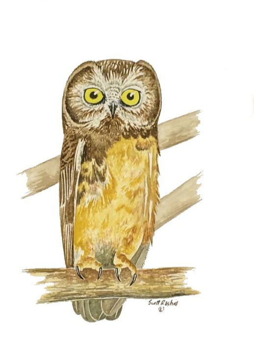 Northern Saw-whet Owlet (Original Watercolor)